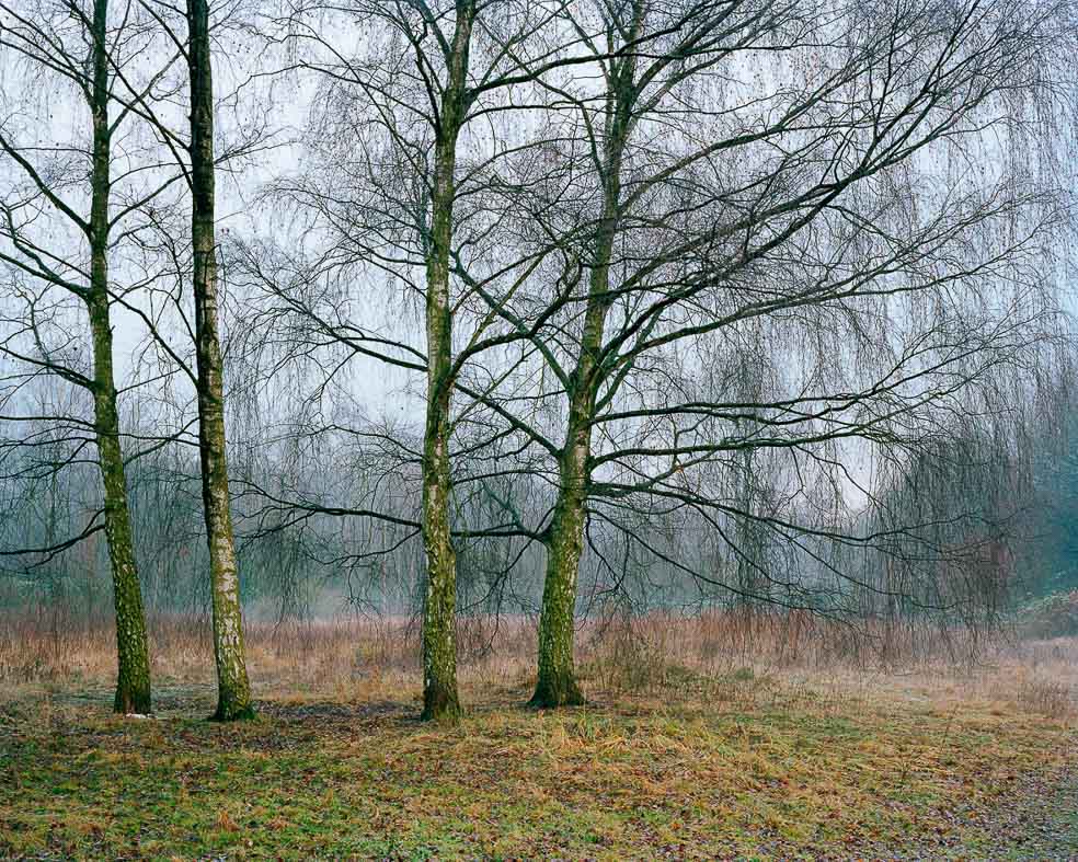 4 Birken im Morgennebel, Herbst